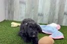 Mini Aussiedoodle Pup Being Cute