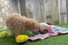 Fluffy Maltipoo Poodle Mix Pup