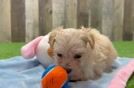 Best Maltipoo Baby