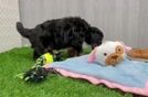 Mini Bernedoodle Pup Being Cute