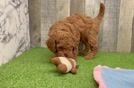 Mini Goldendoodle Pup Being Cute