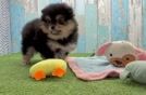 Petite Pom Dog Purebred Puppy