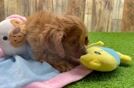 Cavapoo Pup Being Cute