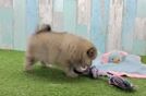 Cute Loulou Purebred Puppy