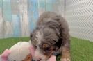 Mini Bernedoodle Pup Being Cute