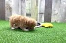 Petite Maltipoo Poodle Mix Pup
