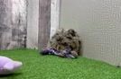Little Havadoodle Poodle Mix Puppy