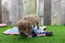 Energetic Malt Oodle Poodle Mix Puppy