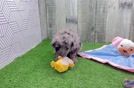 Mini Aussiedoodle Pup Being Cute