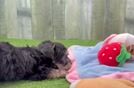 Meet Bella - our Yorkie Poo Puppy Video