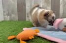 Pomeranian Pup Being Cute