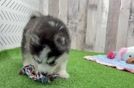 Best Pomsky Baby