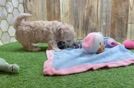 Maltipoo Puppy for Adoption