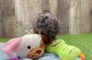 Playful Poodle Baby