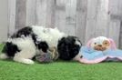Meet Willow - our Cavapoo Puppy Video