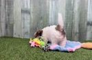 Shih Poo Pup Being Cute