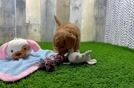 Meet Orlando - our Cavapoo Puppy Video