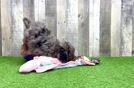 Best Cavapoo Baby