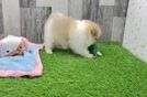 Meet Whisper - our Pomeranian Puppy Video