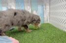 Cute Mini Bernedoodle Baby