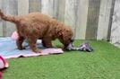 Fluffy Mini Goldendoodle Poodle Mix Pup