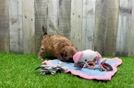 Meet Bronze - our Morkie Puppy Video