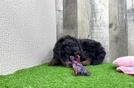 Cavapoo Pup Being Cute