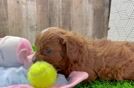 Petite Cavapoo Poodle Mix Pup