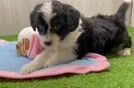 Mini Aussiedoodle Puppy for Adoption