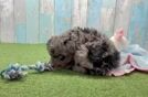 Little Mini Pomskydoodle Poodle Mix Puppy