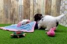 Meet Dave - our Havanese Puppy Video
