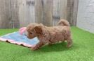 Fluffy Maltipoo Poodle Mix Pup