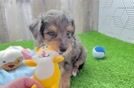 Playful Mini Aussiepoodle Poodle Mix Puppy