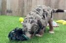 Little Bernese Doodle Poodle Mix Puppy