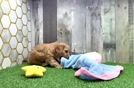 Meet Saban - our Cavachon Puppy Video
