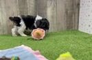 Akc Registered Poodle Purebred Pup