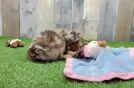 Meet Olivia - our Poodle Puppy Video