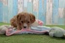 Hypoallergenic Cavadoodle Poodle Mix Puppy