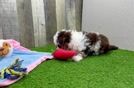 Mini Aussiedoodle Pup Being Cute