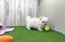 Meet Lennox - our Maltese Puppy Video