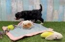 Playful Mini Bernepoo Poodle Mix Puppy