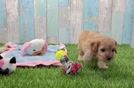 Meet Lee - our Cavapoo Puppy Video