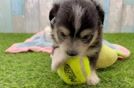 Adorable Aussie Bichon Designer Puppy