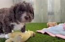 Mini Aussiedoodle Pup Being Cute