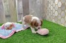 Cavalier King Charles Spaniel Puppy for Adoption