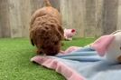 Mini Goldendoodle Puppy for Adoption