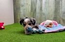 Aussiechon Puppy for Adoption