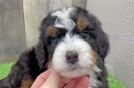 Petite Mini Bernedoodle Poodle Mix Pup