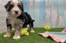 Mini Bernedoodle Pup Being Cute