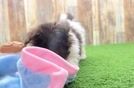 Funny Havanese Baby